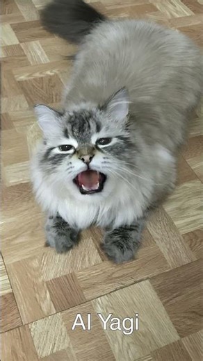 Unbelievable Voice from a Trump Cat! 🌟🐾