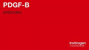 PDGF-B antibodies from Thermo Fisher Scientific
