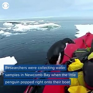 15K views · 296 reactions | POPPING PENGUIN: Researchers in Antarctica were surprised by a little penguin who popped right up on to their boat for a quick visit. | WTVR CBS 6 News | Facebook