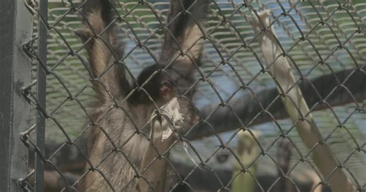 Social media trend fuels illegal spider monkey trade across southern border