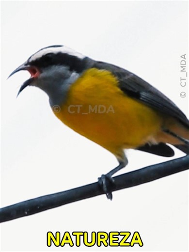 Descubra a Casa de Veraneio do Sebite e Seus Ninhos