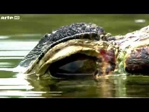 Anaconda, le prédateur