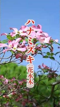 ハナミズキ(花水木) #花 #flowers #植物 #自然 #植物 #いやし #ハナミズキ＃長居植物園