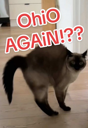 Merv the Cat's Ohio Adventure