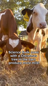 2.1K views · 43 reactions | Who says social trends don't make their way to the farm? While this one may be on the sillier side, we know that the debate around when to put up a tree up is no laughing matter. What about you—do you put up your Christmas tree before or after Thanksgiving? Let us know below! | Dairy Farmers of America, Inc. | Facebook