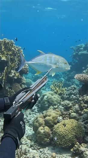 Underwater Spearfishing: Diver Takes Aim at a Giant Fish