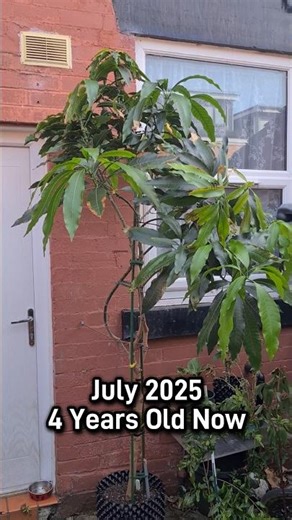 How my 4 Years Old Mango Tree Looks Now