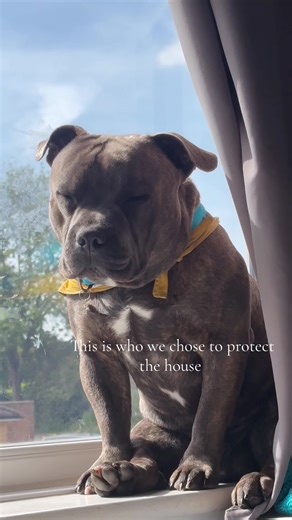Meet Our Fearless Home Protector: The Scary Staffy