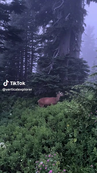 Exploring Nature with Arthur Morgan in RDR2