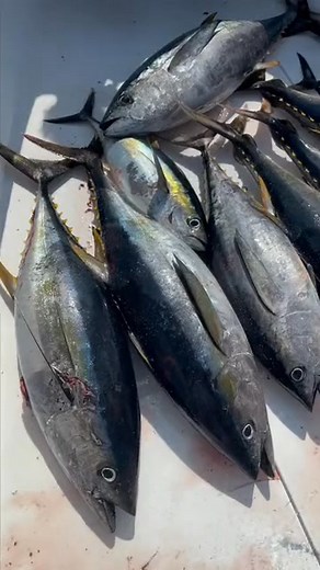 Fun times - 7089527320024878382 . #fishtok #saltwaterfishing #fishing #tunafishing #fish | Joe Faust Fishing | Facebook