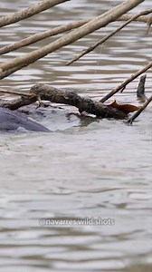 The sounds of a River Otter feeding 🦦 This morning I had an unexpected surprise and got to film a River Otter hunting and feeding for about 15 minutes straight! It caught so many fish in a short period of time. More footage coming soon! #riverotter #animalsounds | Navarre Marshall