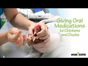 Giving Oral Medications to Chickens and Ducks
