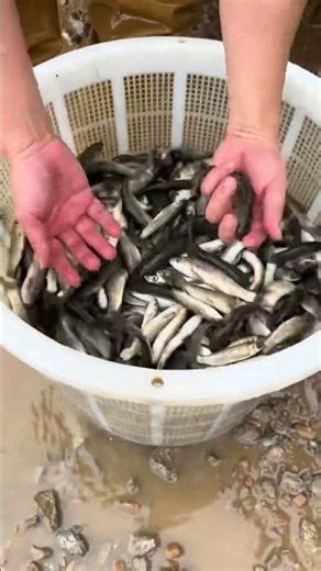 Dumping Thousands of Fish Into the Pond #aquaculture #fishing