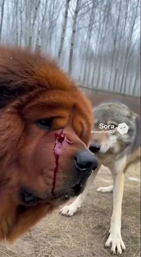 Tibetan Mastiff vs 3 Wolves Bloody Backyard Battle for a Stolen Lamb 🐺🐶