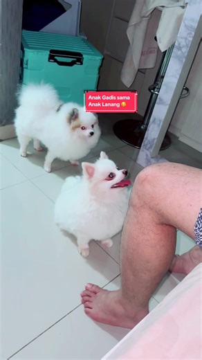 Kumpulan Video Lucu Anjing yang Menghibur