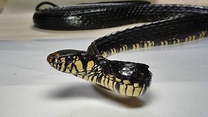 巨鳞鼠蛇 Spilotes megalolepis