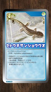 KOBECCO森の学校 ～生きもの編～セトウチサンショウウオ