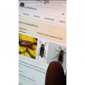 🤣🤣🤣 soooo Megan Thee Stallion discovered a “Eyelash Bug”‼️ | Ja'Maal Buster