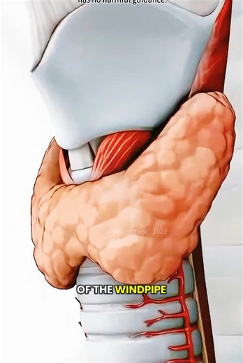 How Thyroidectomy Is Done (3D Animation) #3dmedicalanimation #medical3danimation #thyroid #thyroidectomy #thyroidsurgery