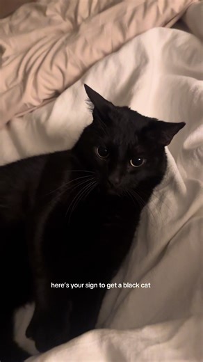 Reasons to Adopt a Black Cat Today