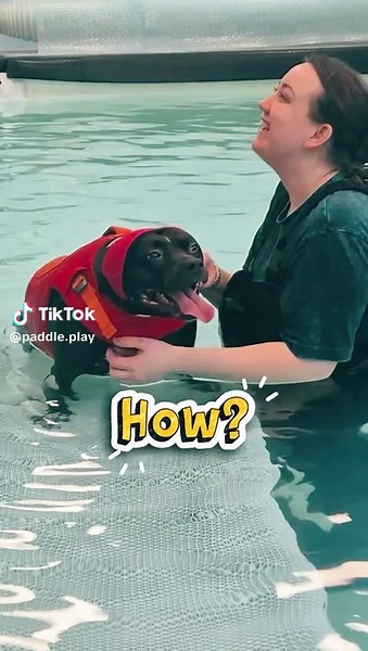 This is Daisy, a beautiful Staffy who currently weighs 29.3kg. Daisy’s story is a difficult one. She was found roaming the streets and it took rescuers two weeks to finally catch her, as she was extremely scared of people. The rescue team believe Daisy had been used as a breeding dog for puppy farming, having litter after litter before she was eventually abandoned when she was no longer useful. Thankfully, Daisy found a wonderful owner who has given her the love and care she deserved all along. 