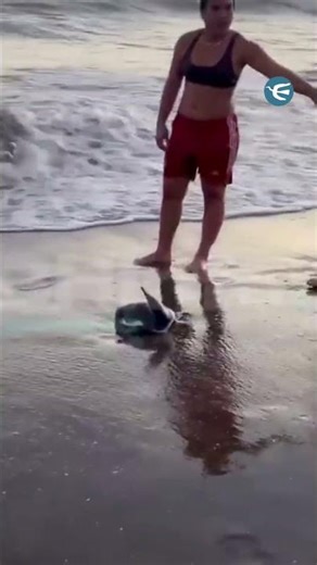 Indignación por una pareja que sacó a un pingüino del agua para tomarse fotos #shorts