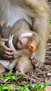 A beautiful young monkey and a wonderful mother | Monkeys Daily