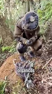 LOS INSECTOS MÁS VENENOSOS DEL PLANETA #shorts #viral #animalescuriosos #wildlife #fauna | Curioso Extremo