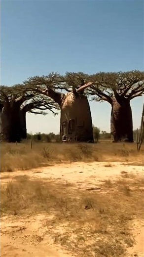 Africa’s Upside-Down Tree | The Mysterious Baobab #facts #geography #africanhistory #study