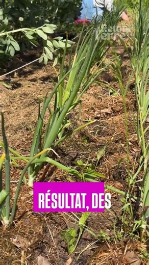 In the series of companion plants, beetroot with onion