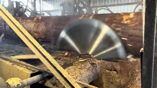 Sawing massive 50 foot pine #woodcutting #monstertree #sorotan #tree #cutting #giantree #amazonetree #followers #wooodturning #monstertree #bigtree #swamil #reels #reelscelege #treework #arborist #femalearborist #tr | Caomhnú Árann