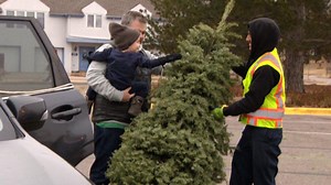 Denver's Christmas trees take on new life as mulch in Treecycle program
