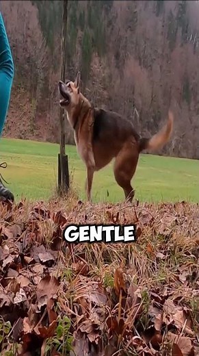 German Shepherd- The King of Working Dogs
