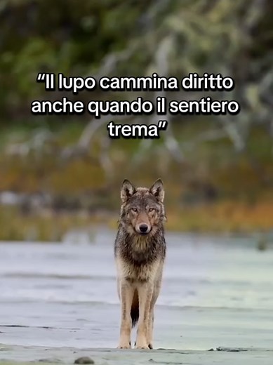 Il lupo e la coerenza nei valori