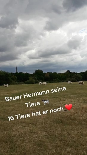 Bauer Hermann: Weideglück in Ostfriesland