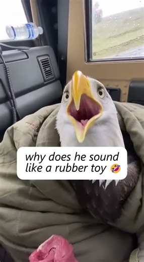 Soldier Finds A Wounded Eagle On The Battlefield. 🇺🇸🦅