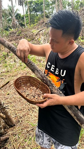 248K views · 4.4K reactions | Split Gill Mushroom, an edible fungi!‍ | Kusinerong Biyahero | Facebook