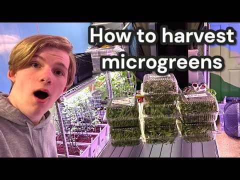 Watch These Microgreens Get Harvested In REAL TIME!