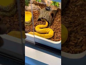 Ball python unboxing, my new pet