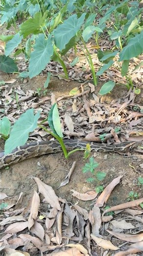 खेत में घुमता हुआ 10 फ़ीट लम्बा अजगर 🐍 😱🙏