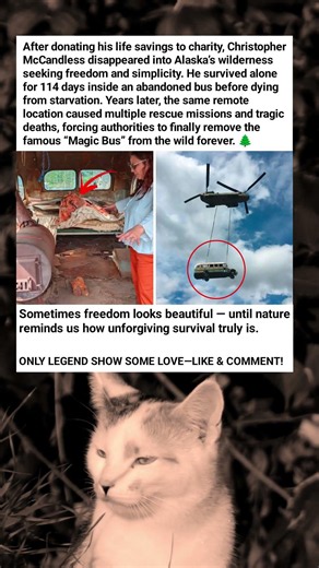 The Alaska Bus That Turned Into A Deadly Worldwide Obsession 🚌❄️