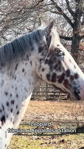 4.5K views · 103 reactions | Blue Eyed Dream Leopard Friesian x Appaloosa Stallion  | Decadent Colored Sport Horses | Facebook