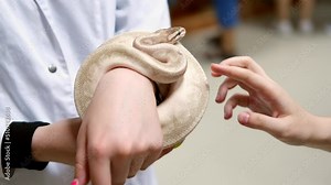 Woman's hand strokes beautiful domestic snake. Royal python hugs a woman's hand. Slow motion