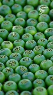 900-Year-Old Oriental Delicacy | Green Tangerine & Kudzu Root Traditional Heritage Cuisine