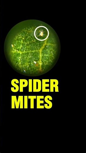 Microscopic View of Spider Mites, Psyllid #microscope #mites #nature #insects
