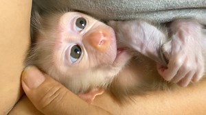 8.2K views · 408 reactions | Grandma Trying To Comfort Baby Mano To Sleep, Mano Too Late Sleep Today | Monkey Free | Facebook