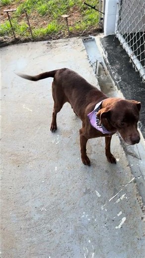 Roman & Mocha first meet 3-5-26