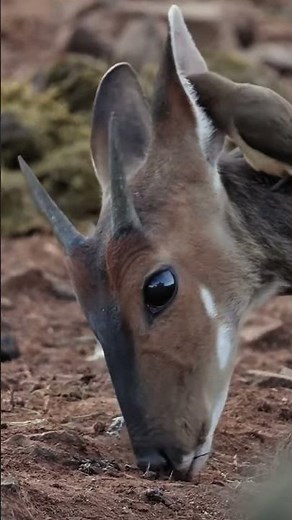 El Saola: El Unicornio Asiático que Casi Nadie Ha Visto