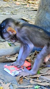 7.7K views · 1.3K reactions | Cute monkeys in the cutest | Monkeys Daily | Facebook