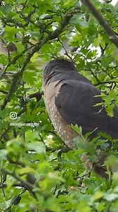 443K views · 10K reactions | Cooper’s hawk  | Pacificnorthwestkate | Facebook